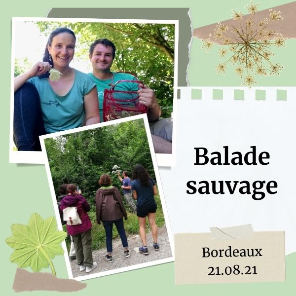 Balade plantes sauvages Bordeaux