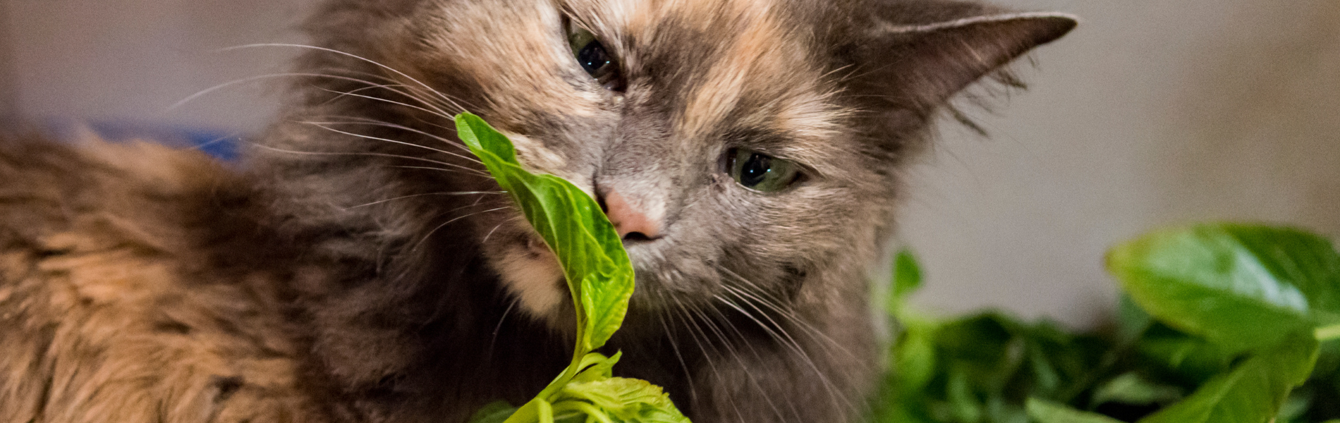 plantes sauvages comestibles chat